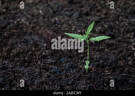 Un peu de plantes de semis de cannabis dans le sol à l'arrière-plan de sol Banque D'Images