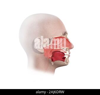 L'anatomie du visage, de la tête, illustration numérique Banque D'Images