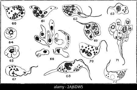 De plus amples recherches sur l'élaboration de Trypanosoma gambiense en Glossina palpalis . X 2000. Fig. 51.-type mince de Trypanosoma gambiense du proventricule, 1*7 jours après aliments infectés.Fig. 52.-type mince de T, gambiense de mi-gut, 17 jours après aliments infectés.Fig. 53 Le type mince. de T. gambiense de hind-gut, 20 jours après l'aliments infectés.fig. 54 et 55.-types minces de T, gambiense de l'intestin, 24 et 30 jours après l'aliments infectés.fig. 56 et 57.-types minces de T. gambiense du proventricule, 44 jours après aliments infectés.fig. 58 et 59.-types minces de T. gambiense de pour Banque D'Images