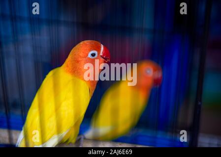 Deux perroquets orange mignons dans une cage Banque D'Images