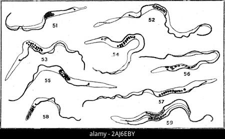 De plus amples recherches sur l'élaboration de Trypanosoma gambiense en Glossina palpalis . Le ?tijiiTifiiiiiMyiTT ?. ^n&gt ;^.rr.^.-.-r:r^^ ?un£ ;&s.-^« iTnafttf.Y itiriMiaTiniiiWBi-fi-TMI.w-j*Tc^Myig X 2000. Fig. 1^ ? 45, 46, et 47.-gamhiense de Trypanosoma postérieure du tube digestif, 10 jours après aliments infectés. Fig. 48.-gamhiense T. de l'intestin, 17 jours après aliments infectés. Fig. 49.-T. de gamhiense proventricule, 30 jours après aliments infectés. Fig. 50.-T, gamhiense de mi-gut, 46 jours après aliments infectés. Fig. 45-50 représentent certaines des plus exagérées types de formes dégénératives. Aswill être vu de la dr Banque D'Images