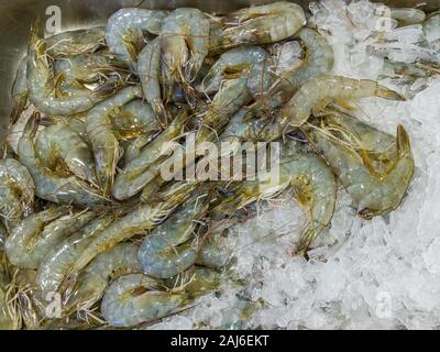 Crevettes d'eau douce crus congelés sur glace au marché de fruits de mer Banque D'Images