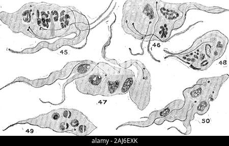 De plus amples recherches sur l'élaboration de Trypanosoma gambiense en Glossina palpalis . 4-2 ? / ^^^ ? X 2000. Fig. ^d.- gamUense de Trypanosoma postérieure du tube digestif, 10 jours après aliments infectés. La FIA. 40.-gamhiense T. de l'intestin, 17 jours après aliments infectés. Fig. 41.-gamhiense T. de l'intestin, 17 jours après aliments infectés. Fig. 42.-7.^ gamhiense à partir de l'intestin postérieur, 34 jours après aliments infectés. Fig. 43.-^. gamhiense de mi-gut, 34 jours après aliments infectés. Fig. 44.-:r. gamhiense à partir de l'intestin postérieur, 46 jours après aliments infectés. Fig. 39-44 représentent ce que nous semblent être des formes dégénératives de l'normalreproducti Banque D'Images