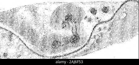 De plus amples recherches sur l'élaboration de Trypanosoma gambiense en Glossina palpalis . 4-2 ? / ^^^ ? X 2000. Fig. ^d.- gamUense de Trypanosoma postérieure du tube digestif, 10 jours après aliments infectés. La FIA. 40.-gamhiense T. de l'intestin, 17 jours après aliments infectés. Fig. 41.-gamhiense T. de l'intestin, 17 jours après aliments infectés. Fig. 42.-7.^ gamhiense à partir de l'intestin postérieur, 34 jours après aliments infectés. Fig. 43.-^. gamhiense de mi-gut, 34 jours après aliments infectés. Fig. 44.-:r. gamhiense à partir de l'intestin postérieur, 46 jours après aliments infectés. Fig. 39-44 représentent ce que nous semblent être des formes dégénératives de l'normalreproducti Banque D'Images