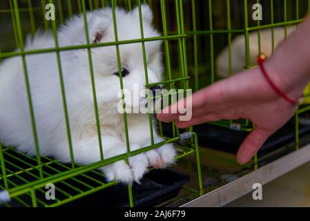 Un chien amused samoyed dans une cage Banque D'Images