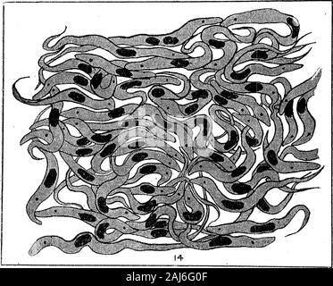 De plus amples recherches sur l'élaboration de Trypanosoma gambiense en Glossina palpalis ..Fig. 10.-gamhiense T. de l'intestin, 18 jours après l'aliments infectés.Fig. 11.-T. De la mi-gamhiense gut, 25 jours après aliments infectés.Fig. 12.-T. De la mi-gamhiense gut, 34 jours après aliments infectés.Fig. 13.-gamhiense T, de l'intestin, 44 jours après aliments infectés. 1911 Trypanosoma gambiense.] dans Glossina palpalis. 519 Figs. 8-] 3 représentent ce que nous considérons être les reproduction normal ou developingtype trouvés tout au long de l'intestin au cours de l'ensemble de la période de développement. C'est tobe a noté que cette forme est lo Banque D'Images