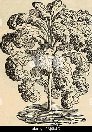 Horitucultural guide : printemps 1892 . L'ail. Allemand, Knoblauch. Le français, l'Ail.Les ensembles Bhould inwell-être plantés tôt au printemps dans le sol enrichi en lignes,un pied de l'autre et aboutthree pouces entre les plantes dans la ligne. Même que la récolte d'oignons. Si par courrier en quantités 4, ^b. et vers le haut, à l'âge doit être ajouté à therate de 8 cts. Par lb.fixe-^ lb., 15ct8. ; lb 35 Chou frisé, chou frisé. L'allemand, l'Bliitter-Kohl. Français, Chou vert. Semer dans un lit préparé, mi-avril à début mai, et ant transpl début juin, même æ les choux. Toutes les variétés sont *^^^^nSP 6ry Hardy, et sont meilleures quand tou Banque D'Images