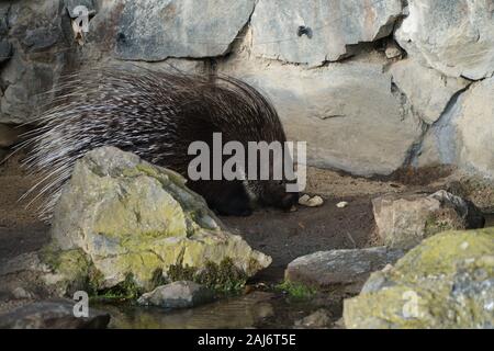 Mangez des Porcupine au zoo Banque D'Images