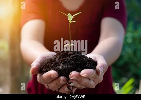 Dans les mains du cannabis plantule, femme hand holding plants de marijuana, sur la nature champ herbe forest conservation concept Banque D'Images