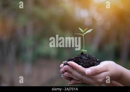 Dans les mains du cannabis plantule, femme hand holding plants de marijuana, sur la nature champ herbe forest conservation concept Banque D'Images