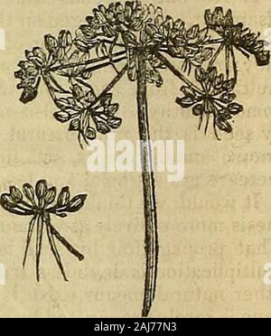 La Chronique des jardiniers et agricoles Gazette . Fig. Xg, fig. XXXIX. dans laquelle les directions générales arearranged. Le principalkinds ces sont :--1. Thecapitulum ou flowerhead,quand toutes les fleurs aresessile platecalled sur un large, comme dans un réceptacle (Daisy BeUis perennis).2. Le umhel thepedicels, quand tous les émettre de l'fromone point, comme dans le Cherry(Fig. XL.) ; c'est ce calleucompound rayof, quand chacun l'ombelle est lui-même um-Fig. XXXVIII. beiiate FoolsParsley, comme dans la (JEthusa Cynapium, Fig.XXXIX). L'épi, quand theflowers sont sessiles le long d'un commonpedimele, ou de l'axe, comme dans Ribgrass(Plantago fil Banque D'Images