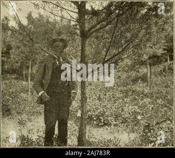 Le pin blanc (Pinus strobus L.) . Fig. 2.-dans le New Hampshire de jeunes pins (arbres de 20 ans O^^.MALADIES ET DANGERS DANGERS ET MALADIES. 49 Le Livre blanc Iiiie est suhjcct consideriible nuuiber, à ii d'chistructive iiithiciices spoiitiirnoLisly whengrowiiij^ encore, mais j'irjje « jiropoition ];de tliose iiii,j;iit être uvoided si correctement understoodand protégée, puisqu'ils sont en grande partie à la dne linman agence. Les blessures par les humains. Le propos de Forest lircs a été si pleinement discuté qu'il n'est pas nécessaire ici de traiter ititi détails, bien que les forêts de pins fit l'État Banque D'Images