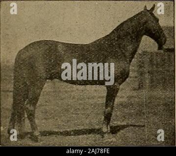 Source et sportif . £ et plus 46 en 2:30.Dam, Dolly par Virginia Messenger ; deuxième barrage, aMorgan mare. Son poulain maintenant trois ans, la quasi-totalité des mares, sont, sans aucun doute, les plus beaux poulains dans le comté d'Alameda, et allshow vitesse. Il s'agit d'un certain poulain fonceur.Pour plus de précisions, M. HENRY adresse Haywards, cal. Support pour disques ELECTIONEER NEEMUT 2:12 14 Sire de NEERETTA 2:09 1-2 par Albert W. 2:20, fils de Electioneer. JDain Clytie, 2d par Xuticood 2:18 3-4. Fera la saison de 1901 Vendredi et samedi à Los Angeles piste de course. Solde de l'heure à Santa Ana.Neernut est née Banque D'Images