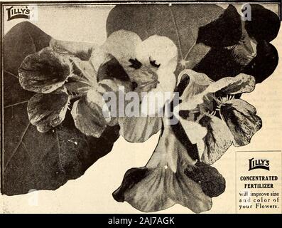 Lilly : bee annuel complet de pulvérisation fournitures galerie Volaille engrais graines . NICOTIANA (Tabac) Floraison floraison abondante voyantes et une demi-hardy-nuals, donnant une conU.iuous brilliantflowers d'affichage au cours de l'été et l'automne.Les plantes sont d'habitude, sur threefeet ramification élevé, et portent une profusion de couleurs lumineuses,fleurs odorantes en grappes. N° 825. Nicotiana Sanderae. Thisbeautiful nouvelle floraison hybride donne du tabac agorgeous affichage de violet vif, violet, rose, pourpre, rose et fleurs blanches de earlysummer jusqu'à tués par le gel. Pkt., 15c ; oz., $1. Banque D'Images