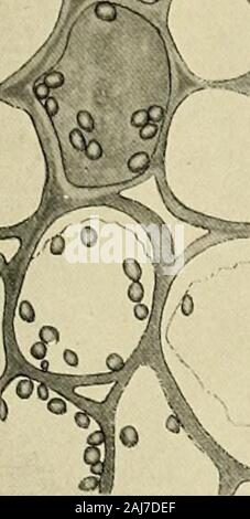 Le pin blanc (Pinus strobus L.) . }^^4  % li" s&lt;3 (JS0° ^ Banque D'Images