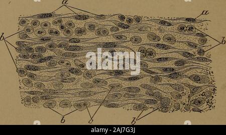 Un texte-livre d'Histologie et Embryologie dentaire, y compris les directions de laboratoire . L'inflammation de la pulpe.Fig. 172. Développement d'tissueelements inflammatoires dans la pâte : o, les cellules normales;b, éléments inflammatoires ; c, les cellules en cours de division, (y^obj.) NODULES PÂTE 229 Fig. 173 Banque D'Images