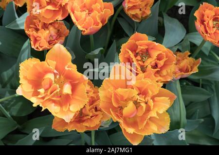 Belles tulipes orange, vue du dessus, la macro. Banque D'Images