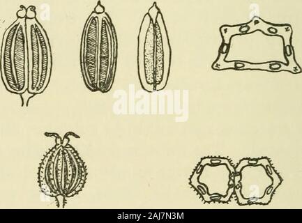 Odorographia : une histoire naturelle des matières premières et des médicaments utilisés dans l'industrie du parfum : destiné à servir les producteurs, les fabricants et les consommateurs . ^. Banque D'Images