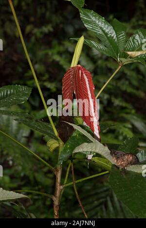 Feuilles rouges dans la forêt primitive du parc national tropical Podocarpus dans les Andes à 1000 mètres au-dessus du niveau de la mer en Équateur. Banque D'Images