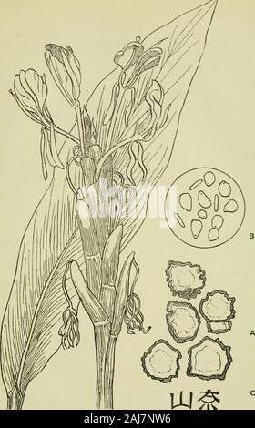 Odorographia : une histoire naturelle des matières premières et des médicaments utilisés dans l'industrie du parfum : destiné à servir les producteurs, les fabricants et les consommateurs . especiallyby Araljs et les Perses, et utilisé par les Hindous comme encens, inworship se compose de la racine sèche de Hedyclimm sjncatum, Smith,compris et décrits dans le Botanical Magazine, t. 2 300, et inLoddiges Cabinet botanique, t. 653. Le^w ord Hedychium est dérivé d'rjhv^ ;,  %s et  %twz veet,^ snoiv,, en allusion à la fragrance, l'élégance et la blancheur du flowersof les espèces d'origine (H. coronarmm) de ce genre de Zingi-heracece, tous Banque D'Images