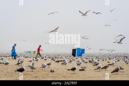 Nettoyage Nettoyeurs vapeur tandis que les mouettes et traîner sur la plage nord de Porto au Portugal. Photographie : Iris de Reus Banque D'Images