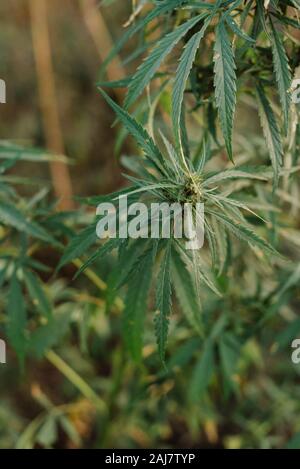 Floraison vert grande bud sur la marijuana usine. Au stade de floraison des plantes de marijuana en plein air de plus en plus. Avec de la marijuana La marijuana médicale bud. Banque D'Images