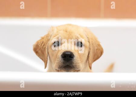 Chiot mignon posant dans une baignoire, attendant d'être lavé. Animaux domestiques accueil baignade concept : labrador retriever chien dans une salle de bains minimaliste. Banque D'Images