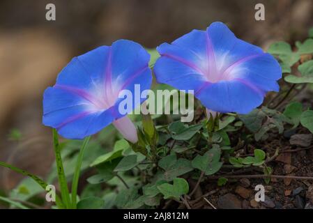 Bleu clair et mauve - Fleurs de Morning Glory Ipomoea indica - photographié sur la côte Nord du KwaZulu-Natal, Afrique du Sud Banque D'Images