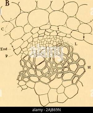 La pharmacognosie scientifique et appliquée destiné à l'usage des étudiants en pharmacie, comme un livre à la main pour les pharmaciens, et comme ouvrage de référence pour l'alimentation et des analystes et des pharmacologues . Banque D'Images