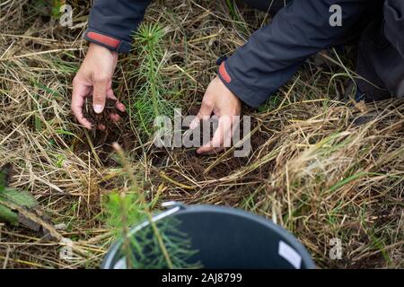 La plantation d'homme jeune arbre pour la salubrité de la planète Banque D'Images