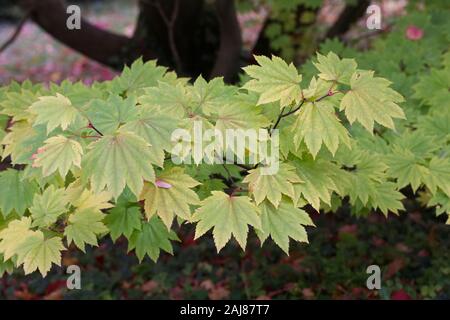 Acer japonicum 'Full Moon Magic' feuilles à l'automne. Banque D'Images