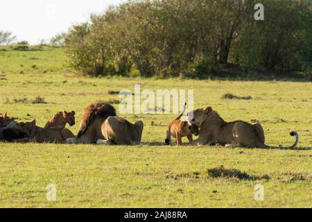 Une fierté des lions de double fierté de croix se nourrissant d'une nouvelle mort pendant le trajet tôt le matin à l'intérieur de la réserve nationale de Masai Mara Banque D'Images