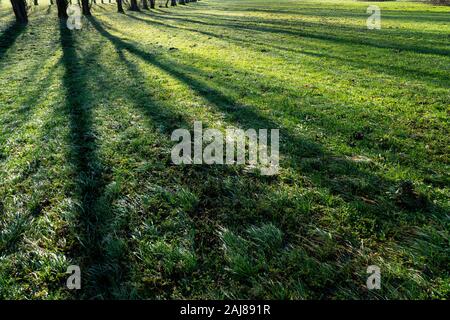 L'ombre des arbres reflétée sur l'herbe d'une prairie dans le matin Banque D'Images