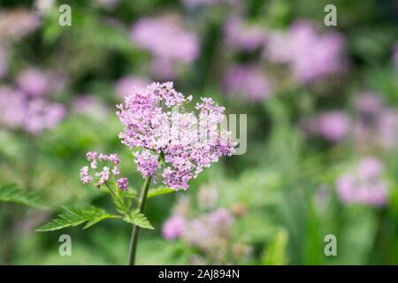 Chaerophyllum hirsutum fleurs. Banque D'Images