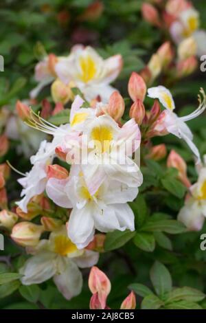 Rhododendron 'Silver Slipper' Banque D'Images