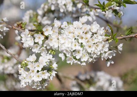 Prunus avium 'Early Rivers' - Le cerisier 'Early Rivers' en fleurs au printemps. Banque D'Images