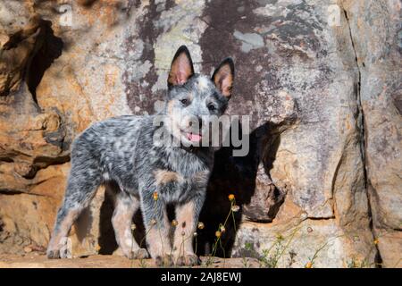 Australian Cattle Dog ou à talon bleu chiot regardant la caméra full length portrait. Banque D'Images