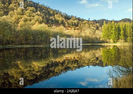 Yew Tree Tarn près de Coniston dans le parc national du Lake District avec des reflets clairs des arbres et des collines dans l'eau. Un endroit charmant Banque D'Images