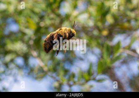 Un vol de bourdon dans le jardin de près. Banque D'Images