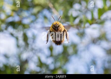 Un bourdon volant dans le jardin face à la caméra. Banque D'Images