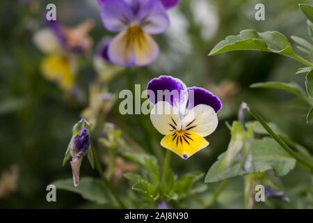 Pansy (Viola tricolor) de l'usine. Banque D'Images