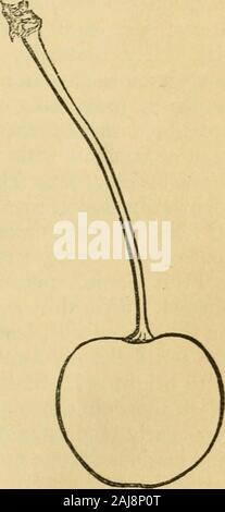 Les fruits et les arbres fruitiers d'Amérique ; ou, la culture, la multiplication, et la gestion, dans le jardin et verger, d'arbres fruitiers en général ; avec des descriptions de toutes les meilleures variétés de fruits, des autochtones et étrangers, cultivée dans ce pays . Downers tard. Downer. Man.Downers fin rouge. Cette précieuse fin cherry a été raisedby Samuel Downer, Esq., un ardent cul-tivator, de Dorchester, près de Boston. Itis une très régulières et très ripensabout au porteur, une semaine après la saison des cerises,et se bloque pour un temps considérable à thetree. C'est un délicieux fruit de fusion, anddeserves une place dans chaque jardin. Frui Banque D'Images