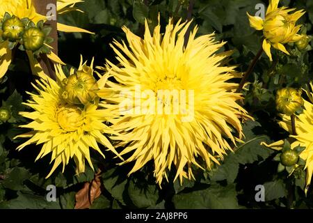 Grandes fleurs jaunes sur Dahlia floraison Encore en septembre à UK Banque D'Images