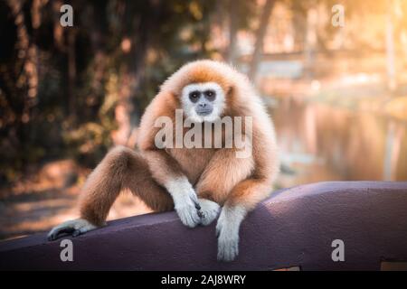 Les mains blanches adultes gibbon assis sur le pont de lumière effet évasé. Banque D'Images