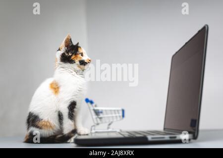 Près d'un petit chaton assis devant un ordinateur portable - shopping concept Banque D'Images