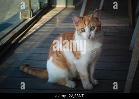 Vue rapprochée d'un chat avec des yeux différents couleurs assis sur le plancher Banque D'Images