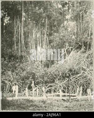 India rubber world . homme coupe l'theBisanga tiges, d'où il enlève les feuilles, un anotherholds nombre de lames prises à partir des feuilles de l'bananatree sur le pneu, ce qui les rend remarquablement flexible.Puis une petite excavation est creusé dans le sol. Dans ce le bananaleaf est placé, et le latex versé dans elle. Trois ou fourstalks de Cos/us sont tenus ensemble et tordues sur le holecontaining le latex, qui, sous l'action de l'acide,sap coagule immédiatement. La native maintenant, avec ses mains, les moules dans une boule de masse coagulée et appuie sur une entreprise en ti-ly, cette opération étant rep Banque D'Images