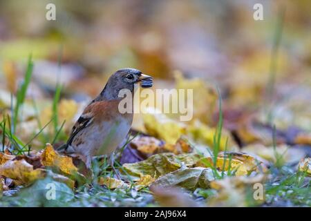 Pinson du nord (Fringilla montifringilla) mâle adulte en foarging feuillage automne coloré, Bavière, Allemagne Banque D'Images