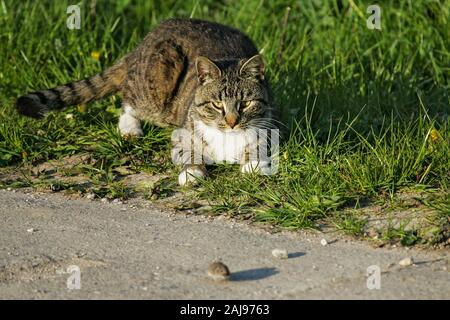 Chat domestique (Felis catus) et jouer avec la chasse Campagnol des champs (Microtus arvalis), Brandebourg, Allemagne Banque D'Images