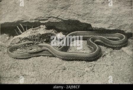 Le livre de reptiles ; un travail de vulgarisation sur la structure et les habitudes des tortues, les crocodiles, les lézards et les serpents qui peuplent les États-Unis et le nord du Mexique . pouces. Longueur de queue 6f plus grand diamètre f Largeur de tête £ Longueur de la tête. Distribution ITV-La variété vagrans est très distributedand très abondants. Il se produit à partir de la région des Plaines de la côte de la mer vers le nord-est et le sud de l'Oregon au sud-ern en Californie, en Arizona et au Nouveau Mexique. Habitudes.-d'habitudes cette forme semble être tout à fait aussi aquaticas les serpents d'eau typique-comme moins en ce qui concerne de nombreux spe Banque D'Images